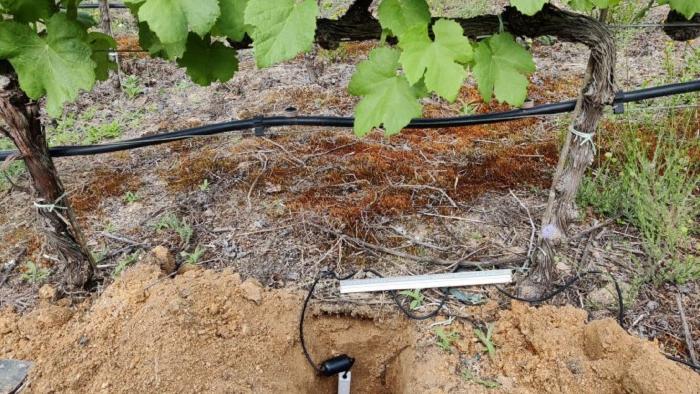 Sensores instalados en viñedos de variedade de uva Mencía e Treixadura