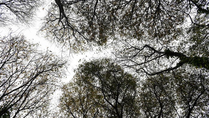 O proxecto centrarase no deseño urbano de espazos públicos inclusivos. Imaxe de arquivo de árbores nun espazo urbano. FOTO: Santi Alvite O proxecto centrarase no deseño urbano de espazos públicos inclusivos. Imaxe de arquivo de árbores nun espazo urbano. FOTO: Santi Alvite
