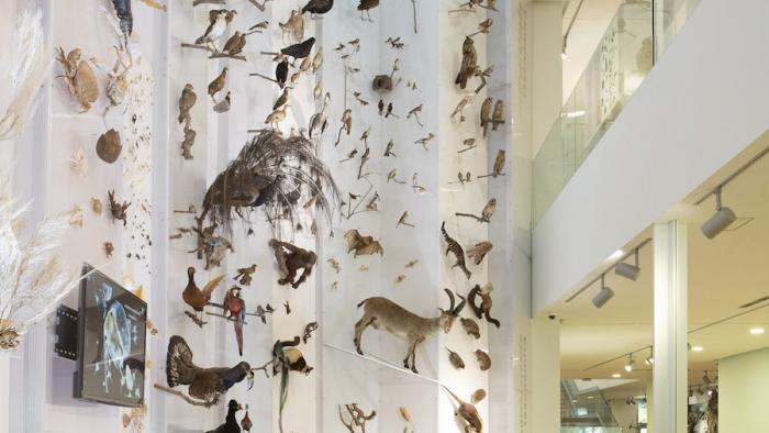 Imaxe da exposición de Biodiversidade e Biodiversidade Terrestre