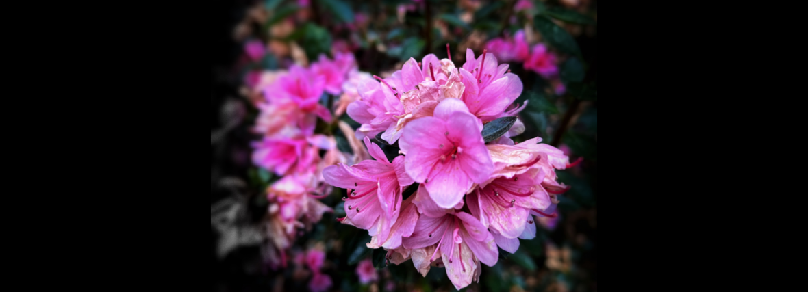 Primavera no Departamento. Foto cortesía do Profesor Mauro Rodríguez