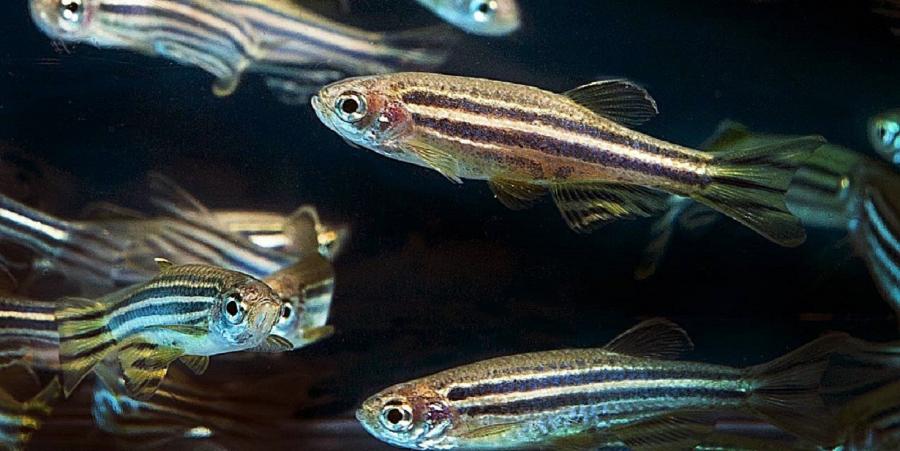 Peixes cebra Peixes cebra