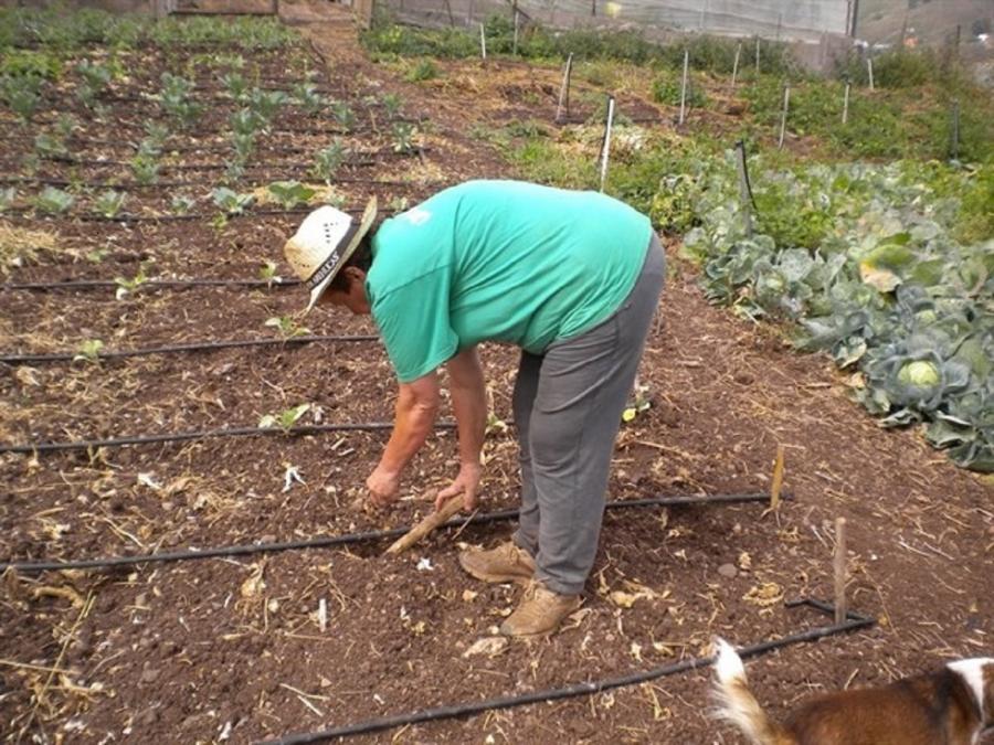 Imaxe dunha muller traballando no campo Imaxe dunha muller traballando no campo