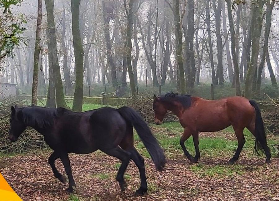 Dous cabalos nun bosque Dous cabalos nun bosque