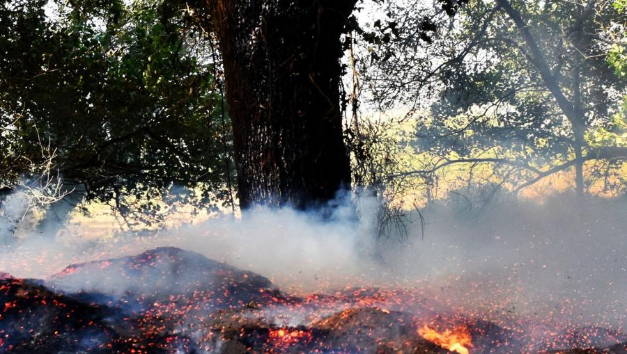 Paisaxe forestal afectado polas lapas. Foto: Santi Alvite Paisaxe forestal afectado polas lapas. Foto: Santi Alvite
