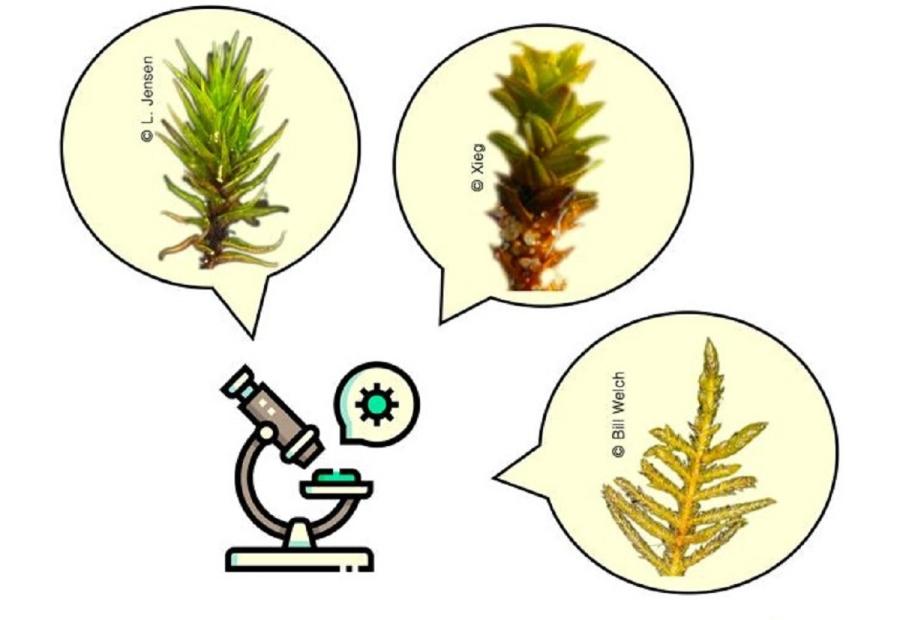 As charlas versarán sobre taxonomía, diversidade e conservación As charlas versarán sobre taxonomía, diversidade e conservación
