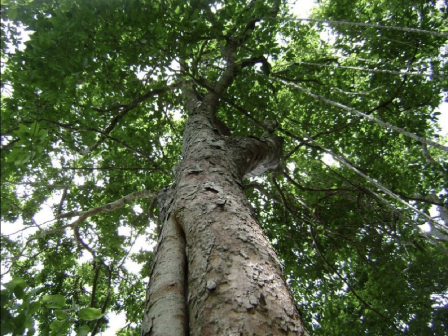 'Árbol Ramón'. FOTO: https://arbolramon.com/index.php