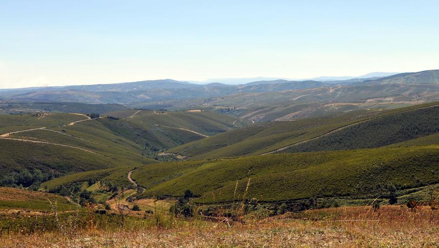 Piasaxe de montaña. FOTO: Santi Alvite