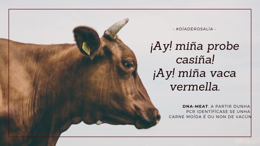 'Memes' que relacionan a poética de Rosalía de Castro cos Kits de divulgación científica de XuvenCiencia 'Memes' que relacionan a poética de Rosalía de Castro cos Kits de divulgación científica de XuvenCiencia