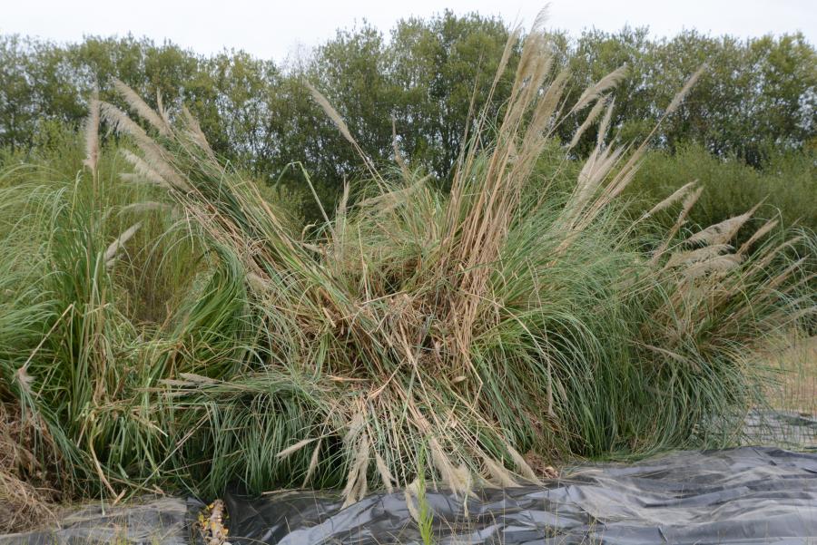 Exemplar de plumacho da pampa (Cortaderia selloana) no corredor fluvioestuarino da Ría de Betanzos Exemplar de plumacho da pampa (Cortaderia selloana) no corredor fluvioestuarino da Ría de Betanzos