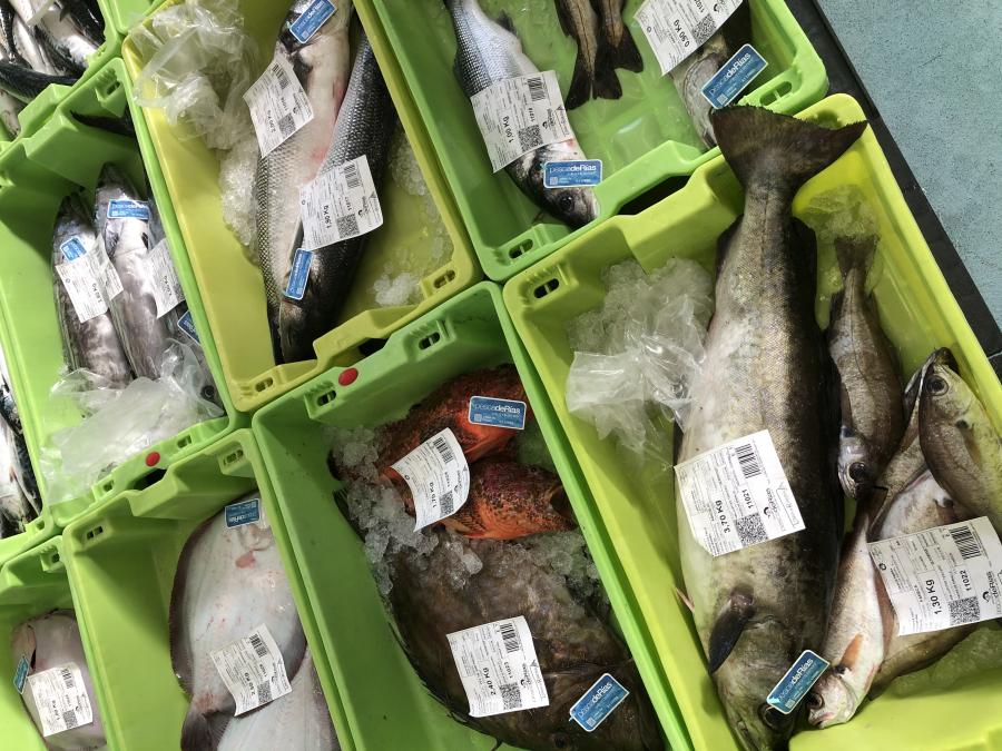 Peixe das lonxas recoñecidas coa garantía Peixe das lonxas recoñecidas coa garantía