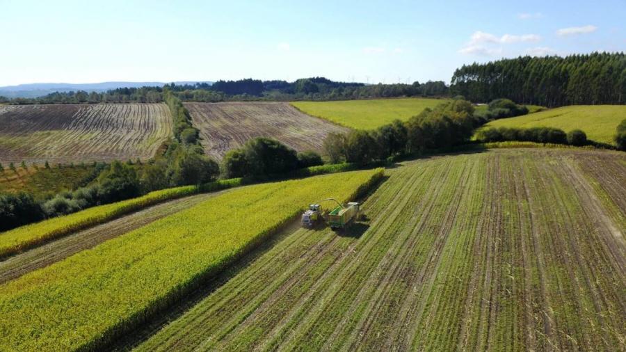 AGRIPEMAF ahonda en las técnicas de cultivo del maíz forrajero