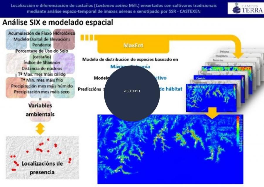 El proyecto CASTEXEN determinará el análisis genómico SSR de algunas variedades de castaños