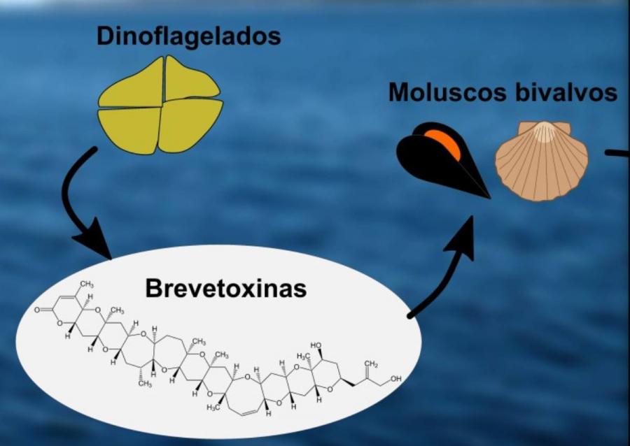 Las BTXs se consideran toxinas emergentes en Europa