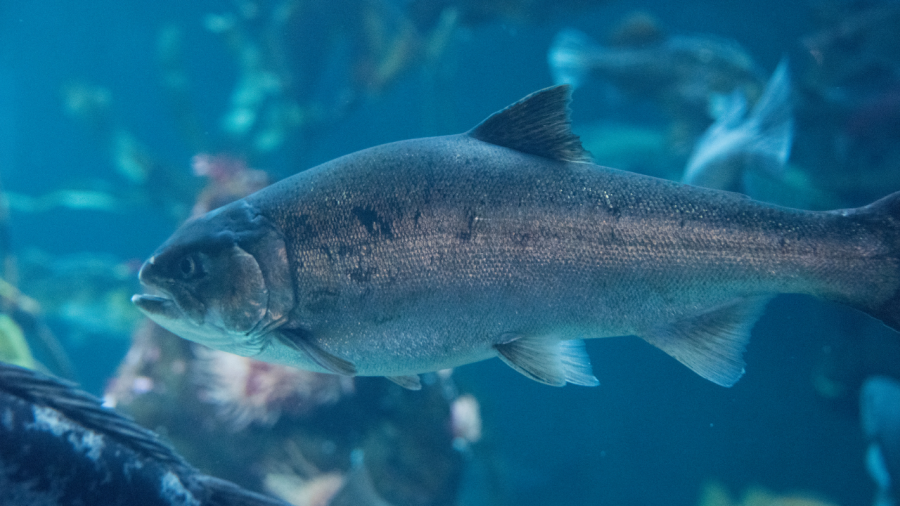 El salmón atlántico es una de las especies que estudia Diego Robledo