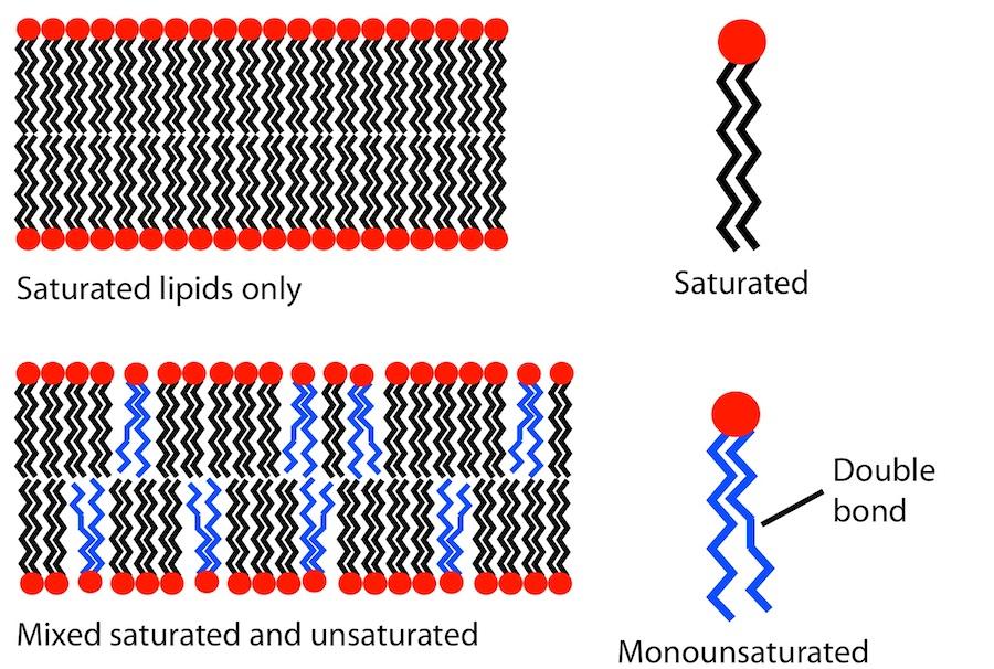 Lipid unsaturation effect