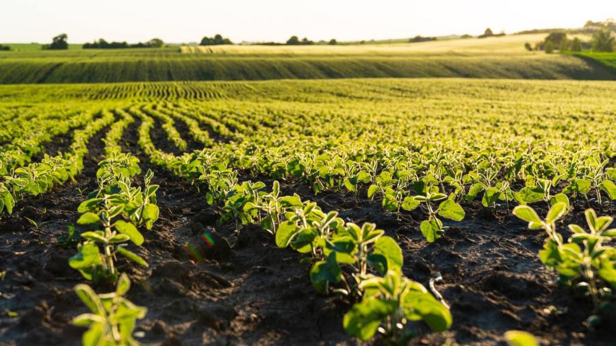 El cultivo de variedades autóctonas ayuda al desenvolvemento rural 