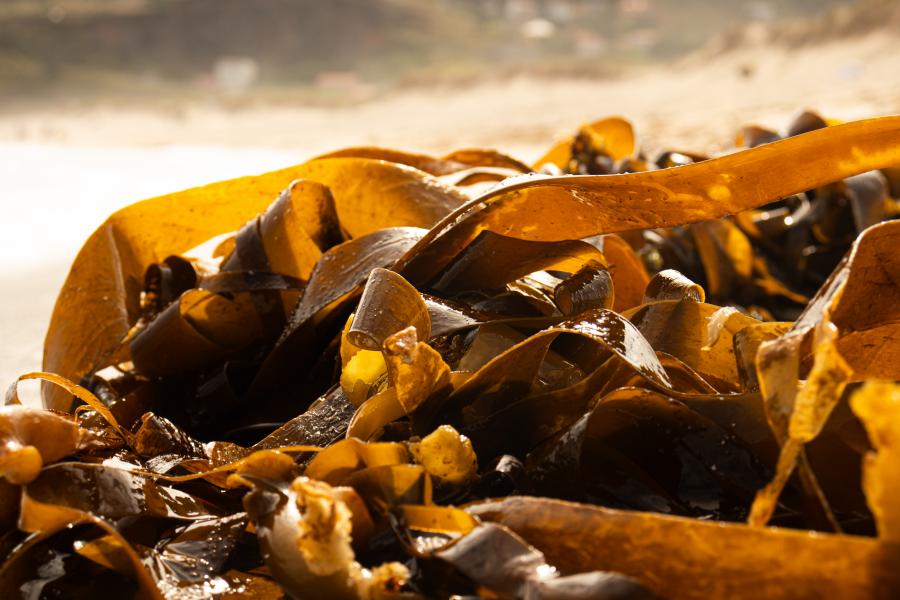 Algae are a source of sustainable ingredients and biomaterials