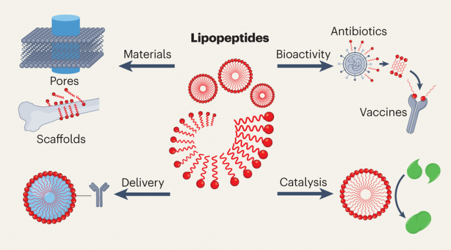 Usos dos lipopéptidos. Fonte: Vicente-Garcia, C., Colomer, I. Lipopeptides as tools in catalysis, supramolecular, materials and medicinal chemistry. Nat Rev Chem 7, 710–731 (2023). https://doi.org/10.1038/s41570-023-00532-8 Usos dos lipopéptidos