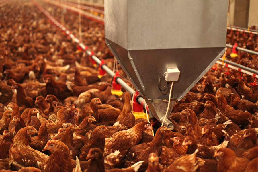 Los productos de origen avícola son una de las principales fuentes de Salmonella