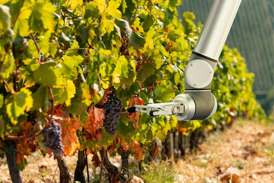 La implementación de robótica en el viñedo tendrá un rol preponderante en la viticultura de precisión del futuro