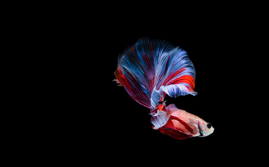 The betta fish is emerging as a model species