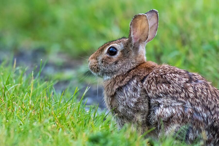 In her doctoral thesis, Paula Rodríguez Villamayor assessed the involvement of the olfactory system and pheromones in the reproductive behaviour of rabbits