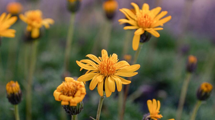 La alta demanda de Arnica llevó a la merma o incluso a la desaparición de muchas de sus poblaciones