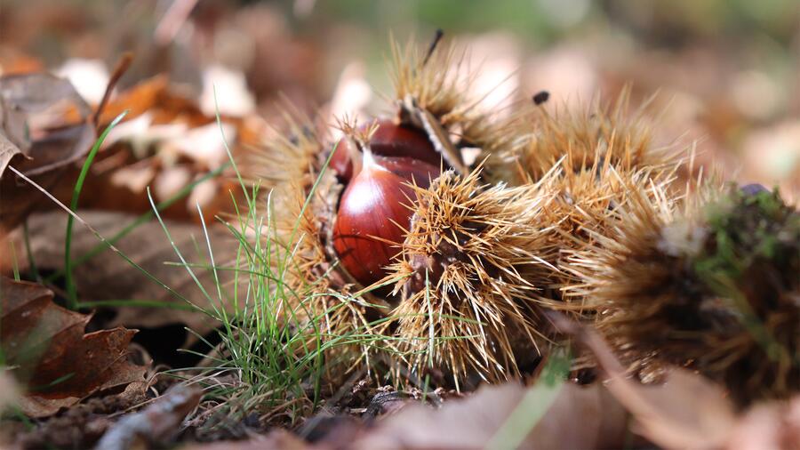 Investigadores de nuestro campus concluyeron que los castañares son la plantación forestal más rentable por hectárea si se aprovecha su fruto, la castaña