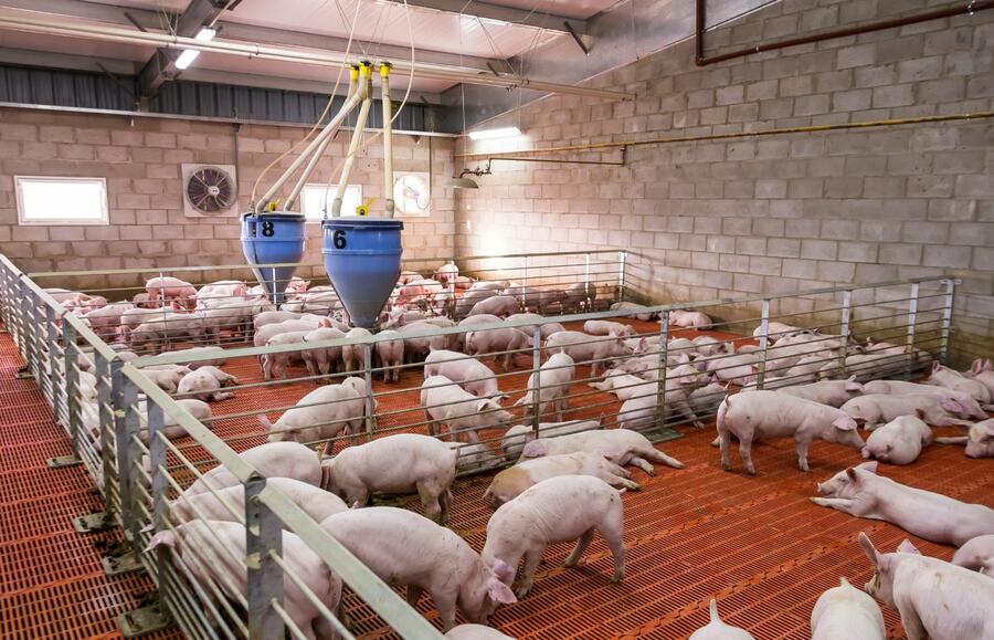 La detección de patógenos en muestras ambientales es más eficaz, reduce el coste económico e incrementa el bienestar animal con respecto a las técnicas tradicionales La detección de patógenos en muestras ambientales es más eficaz, reduce el coste económico e incrementa el bienestar animal con respecto a las técnicas tradicionales