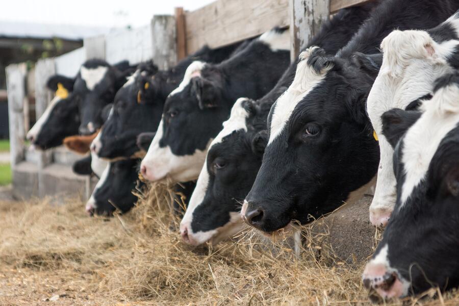La eficiencia reproductiva del ganado vacuno influye en la cantidad de metano que generan estos animales por kg de leche producida La eficiencia reproductiva del ganado vacuno influye en la cantidad de metano que generan estos animales por kg de leche producida