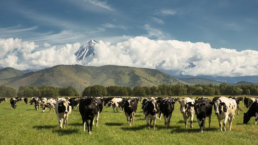 El Grupo COPAR está usando vacas como centinelas para monitorizar riesgos de infección en humanos El Grupo COPAR está usando vacas como centinelas para monitorizar riesgos de infección en humanos