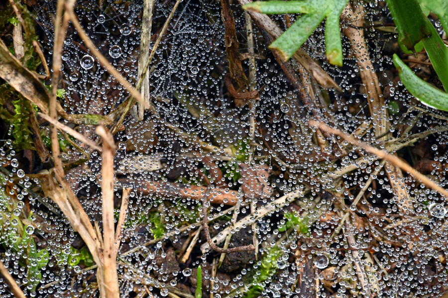 Fotografía que gañou o segundo premio XII do concurso 'Ciencia en Imaxe', de Pablo Falgueras Casarejos