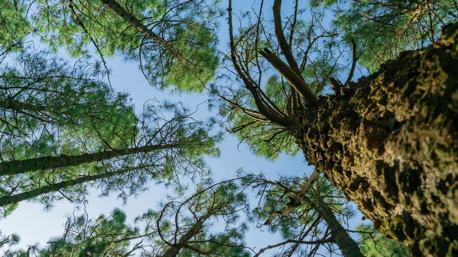 Image of a forest in Galicia