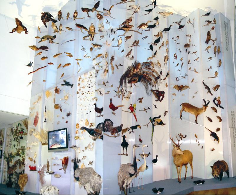 O Museo de Historia Natural da USC recibiu 2.000 visitas nas tres xornadas de portas abertas O Museo de Historia Natural da USC recibiu 2.000 visitas nas tres xornadas de portas abertas