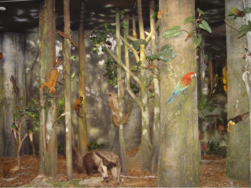 O Museo de Historia Natural da USC recibiu 2.000 visitas nas tres xornadas de portas abertas O Museo de Historia Natural da USC recibiu 2.000 visitas nas tres xornadas de portas abertas