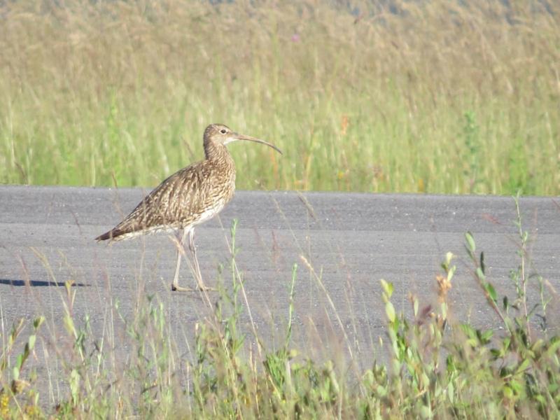 Investigadores de biodiversidade animal estudan a poboación do mazarico real, especie en perigo de extinción do que quedan catro parellas reprodutoras en Lugo Investigadores de biodiversidade animal estudan a poboación do mazarico real, especie en perigo de extinción do que quedan catro parellas reprodutoras en Lugo