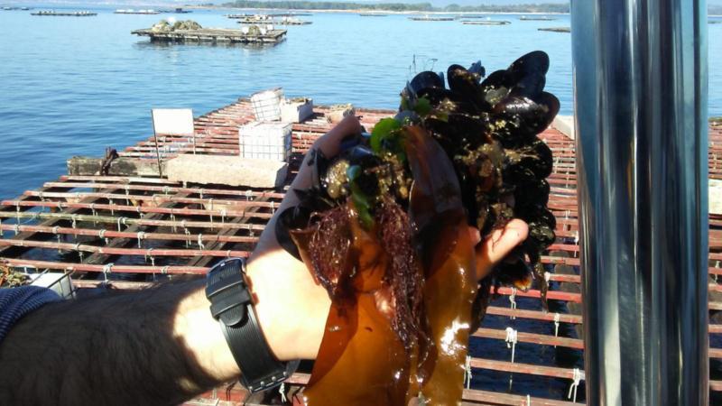 A caravana pola acuicultura impulsada pola Rede Inmunogenom pon en valor a importancia do sector en Galicia A caravana pola acuicultura impulsada pola Rede Inmunogenom pon en valor a importancia do sector en Galicia