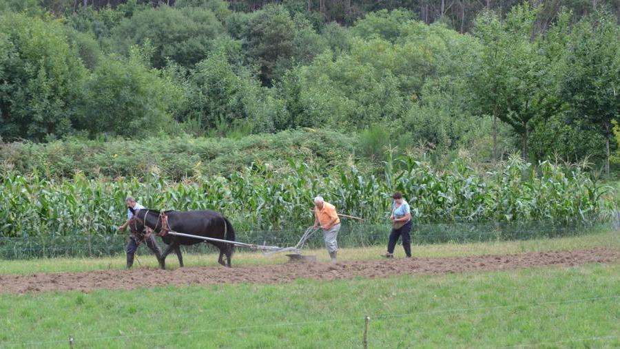 Imaxe de labores agropecuarias