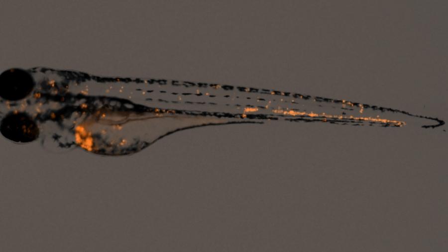 Imaxe dun exemplar de peixe cebra transplantado con células nai de cancro de páncreas marcadas con un flurocromo Imaxe dun exemplar de peixe cebra transplantado con células nai de cancro de páncreas marcadas con un flurocromo
