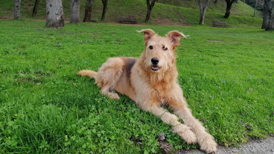 Unha mascota canina no parque Rosalía de Castro de Lugo. Foto: J.B. Unha mascota canina no parque Rosalía de Castro de Lugo. Foto: J.B.