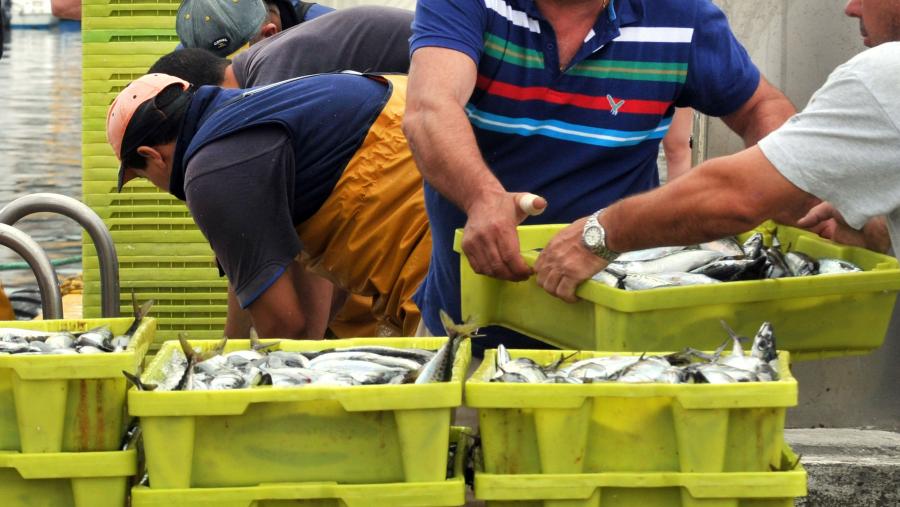 No estudo participaron armadores e capitáns de barco da flota pesqueira de arrastre galega en Marín, Bueu e Ribeira. Foto: Santi Alvite Descarga en lonxa. Foto: Santi Alvite