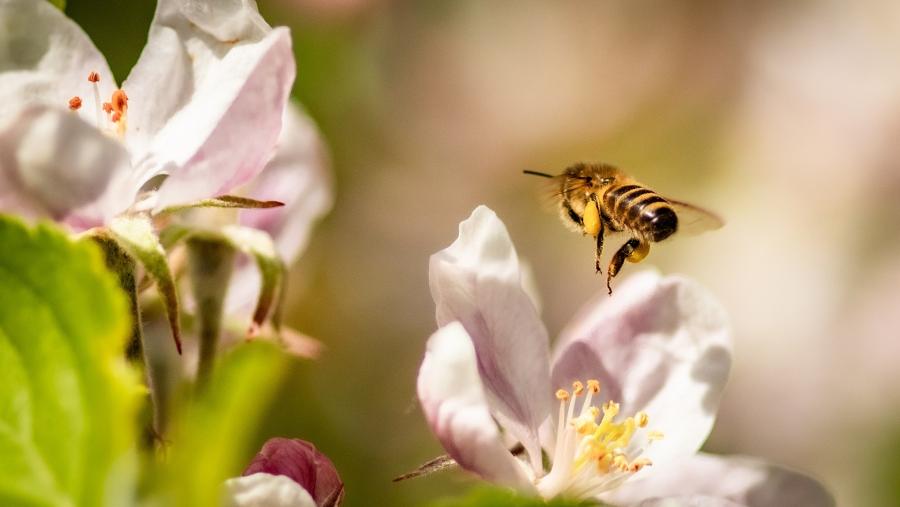 Unha abella sobrevoa sobre unha flor. Foto Pixabay