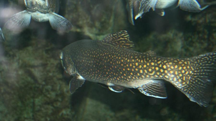 Peixes nun fondo mariño Peixes nun fondo mariño