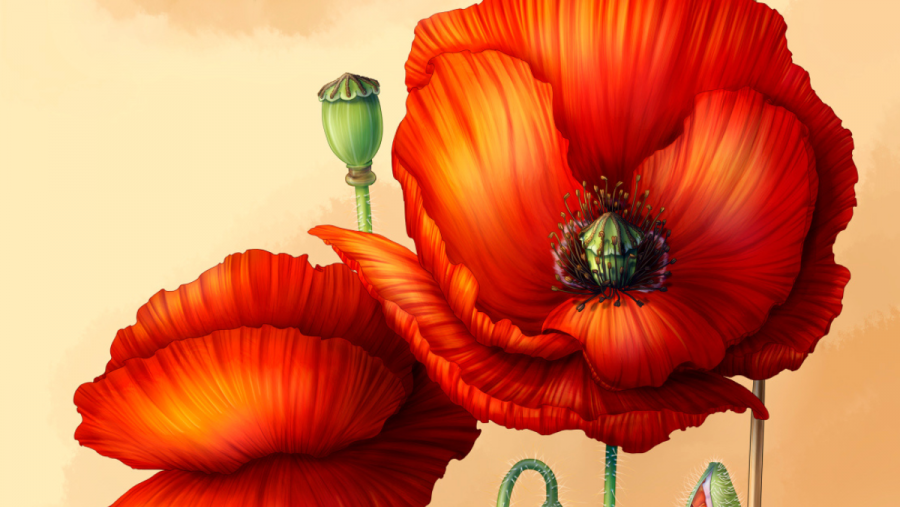 Detalle de 'The Poppy' (A Papoula'), unha das ilustracións científicas de Sarela Lorenzo Rebollal que poden verse na exposición 'Calendario Floral' Detalle de 'The Poppy' (A Papoula'), unha das ilustracións científicas de Sarela Lorenzo Rebollal que poden verse na exposición 'Calendario Floral'