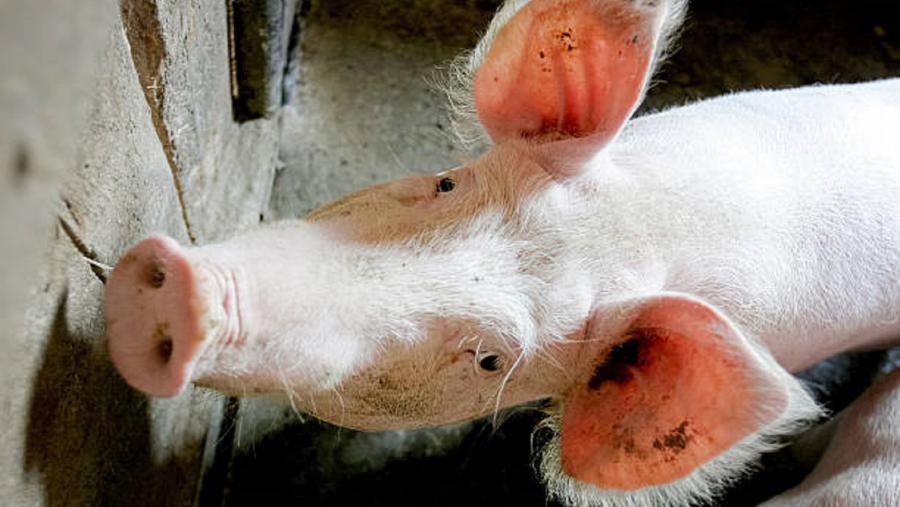 O censo de gando porcino en Galicia sitúase en 1,2 millóns de animais. Foto: Pixabay O censo de gando porcino en Galicia sitúase en 1,2 millóns de animais. Foto: Pixabay