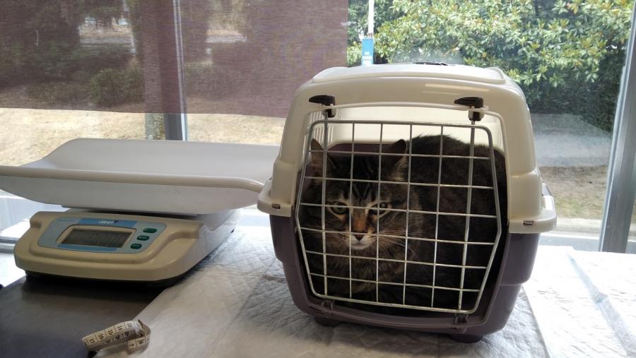 Un gato na súa gaiola, antes da súa revisión no hospital veterinario Rof Codina Un gato na súa gaiola, antes da súa revisión no hospital veterinario Rof Codina