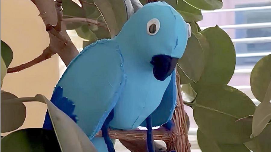 Bluffy, o loro aventureiro que axuda a transmitir coñecementos Bluffy, o loro aventureiro que axuda a transmitir coñecementos