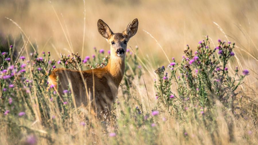 A investigación pretende coñecer a situación das miases nasofarínxeas que afectan o corzo nas provincias de Burgos, Soria, Segovia, Zaragoza e Guadalaxara. FOTO: Pixabay A investigación pretende coñecer a situación das miases nasofarínxeas que afectan o corzo nas provincias de Burgos, Soria, Segovia, Zaragoza e Guadalaxara. FOTO: Pixabay