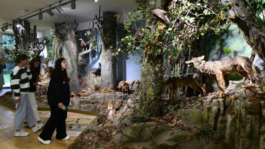 Unha das recreacións do medio natural que se pode visitar no Museo. Foto: Santi Alvite Unha das recreacións do medio natural que se pode visitar no Museo. Foto: Santi Alvite