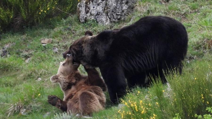 O traballo toma como punto de partida as accións levadas a cabo pola ONG Fundación Oso Pardo (FOP) para a conservación desta especie na súa sub-poboación occidental O traballo toma como punto de partida as accións levadas a cabo pola ONG Fundación Oso Pardo (FOP) para a conservación desta especie na súa sub-poboación occidental